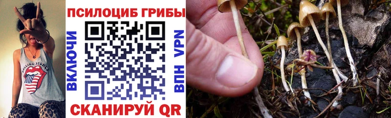 купить  сайты  Череповец  Галлюциногенные грибы Cubensis 
